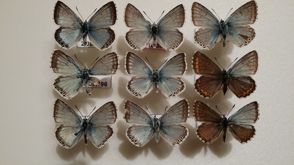 Lysandra bellargus female (aberrant, gynandromorphs, collection) [Internet image property of respective owner, non commercial use only]